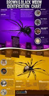 Loads Of Pest Infographics Spider Identification Types Of