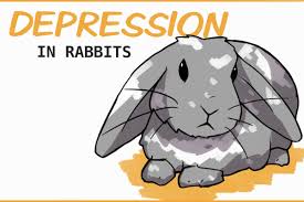 recognizing depression in rabbits