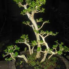 jual bonsai sancang grouping recomended