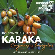 Poisonous Plants Karaka Animal