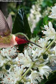 Buy Hummingbird Summersweet Clethra