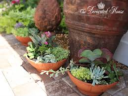 Succulent Dish Garden