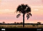 Sabal palm trees hi-res stock photography and images - Alamy