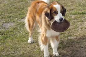 Resultado de imagen de a dog's purpose