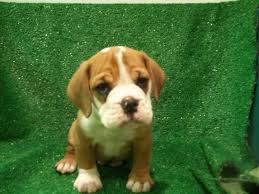 A pit bull bulldog mix puppy can cost anywhere between $250 and $2,000 depending on the breeder you purchase your puppy from. Beagle Bulldog Mix Puppies For Sale Petsidi