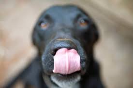 does your dog lick things obsessively