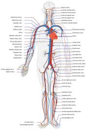 Human Circulatory System Printable Circulatory System