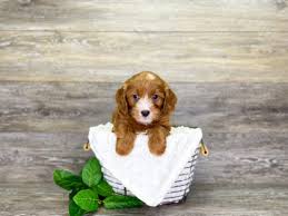 Our standards for cavapoo breeders in georgia were developed with leading veterinarians and animal welfare experts. Cavapoo Puppies For Sale Calhoun Ga Georgia Dog Club