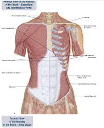 The rib cage is an origin and insertion area for many muscles. Pin By Lcrc On Anatomy Review Rib Cage Muscle Spines