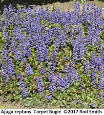 perennials listed by flower season and