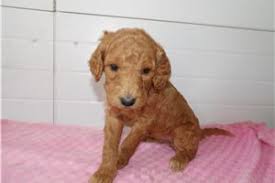 7 week old australian labradoodles puppies for rehoming great family pups up to date on shots and dewormed great with other dogs, cats and loves kids not full. Labradoodle Puppies For Sale From Michigan Breeders