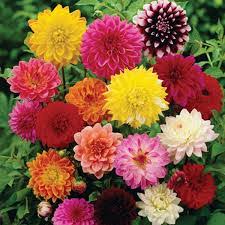 flowers name in hindi and marathi a