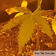 This isn't only applied to all parts of the plant but also the soil. Spider Mites In Marijuana Grow Room How To Identify Prevent Kill