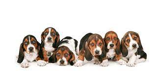 Usda licensed commercial breeders account for less than 20% of all breeders in the country. 1 Basset Hound Puppies For Sale In Los Angeles Ca