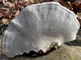 conk mushroom