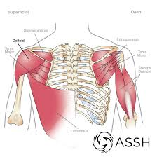 The rotator cuff is important in many routine activities, and when injured can cause severe pain. Body Anatomy Upper Extremity Muscles The Hand Society