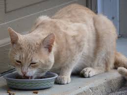 how much do maine cats eat