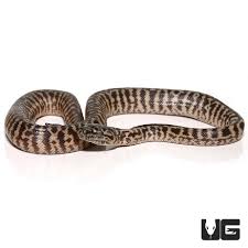 baby zebra jungle carpet pythons