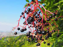What berries are poisonous to humans?