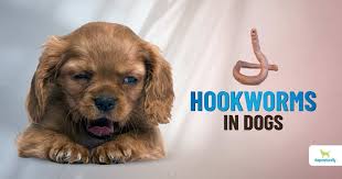 hookworms in dogs dogs naturally