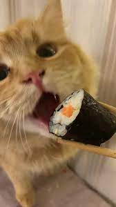 cat eating sushi and flying full video｜TikTok Search