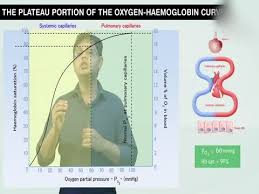 molecular formula of hemoglobin