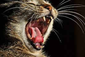 mouth cancer in cats symptoms causes