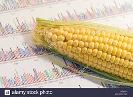 Corn Cob On A Genetic Analysis Chart Stock Photo 61481477