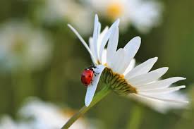 beneficial insects in your garden