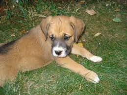 We offer 0 puppies for sale in medford, oregon. Dogs Pets And Animals For Sale Medford Or
