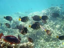 Fish Species Found In Maui Hawaii Hawaii Ocean Jet