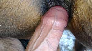 Man sticks whole penis in horse's wet vagina