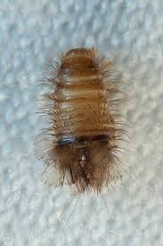 varied carpet beetle larva stock