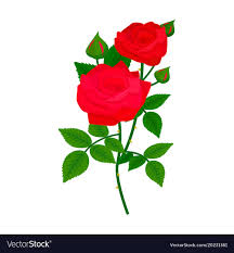 beautiful rose flower design decoration
