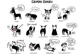 Dog Communication What Does A Dogs Body Language Mean