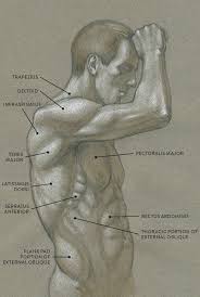 Find out more about the individual muscles within the chest anatomy by clicking their respective links throughout this page. Muscles Of The Neck And Torso Classic Human Anatomy In Motion The Artist S Guide To The Dynamics Of Figure Drawing