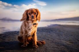 top 7 great dog friendly beaches near