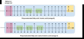 fatty acid types and food sources