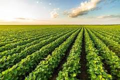 Image result for rice, wheat corn and potatoes. Most prolific world crop