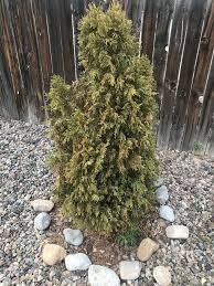 To save a plant from dying an untimely death, you need not be an expert gardener. Can I Save This Little Tree Small Evergreen Is Dying And I Don T Know How To Save It I M In Abq Nm Any Help Would Be Appreciated I Water About Once Every