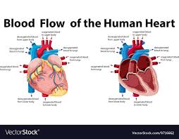 Blood Flow Of The Human Heart