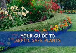 Septic Safe Plants And Landscaping
