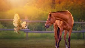horse hd wallpapers free