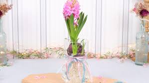 Diy Hyacinth In The Glass Vase
