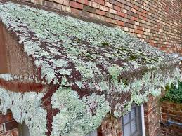 Clean A Lichen And Moss Covered Awning