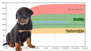 rottweiler weight growth chart 2024