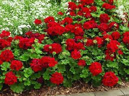 geraniums these popular bedding and