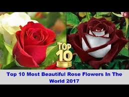 top 10 most beautiful rose flowers in