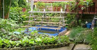 Gov T Promotes Food Gardening Vs