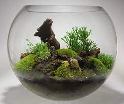 Miniature Garden Terrarium Glass